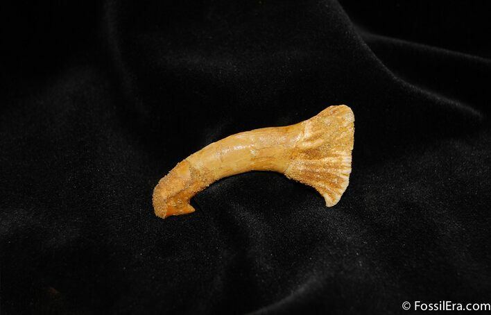 Inch Giant Sawfish Fossil Tooth/Barb #297